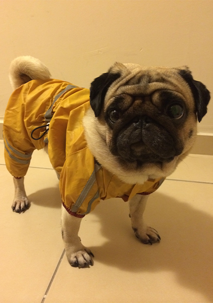 raincoat2